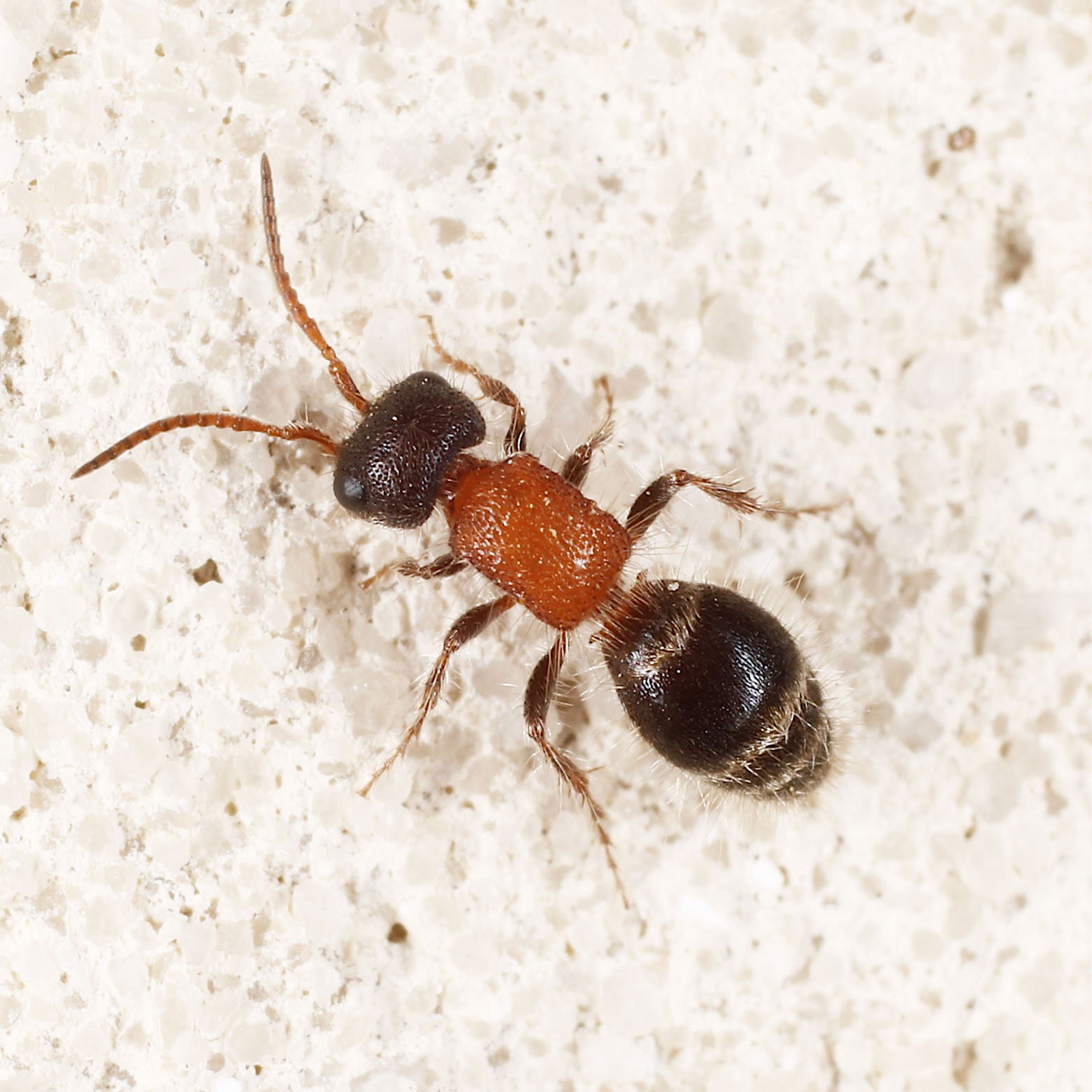 Mutillidae: Myrmilla...